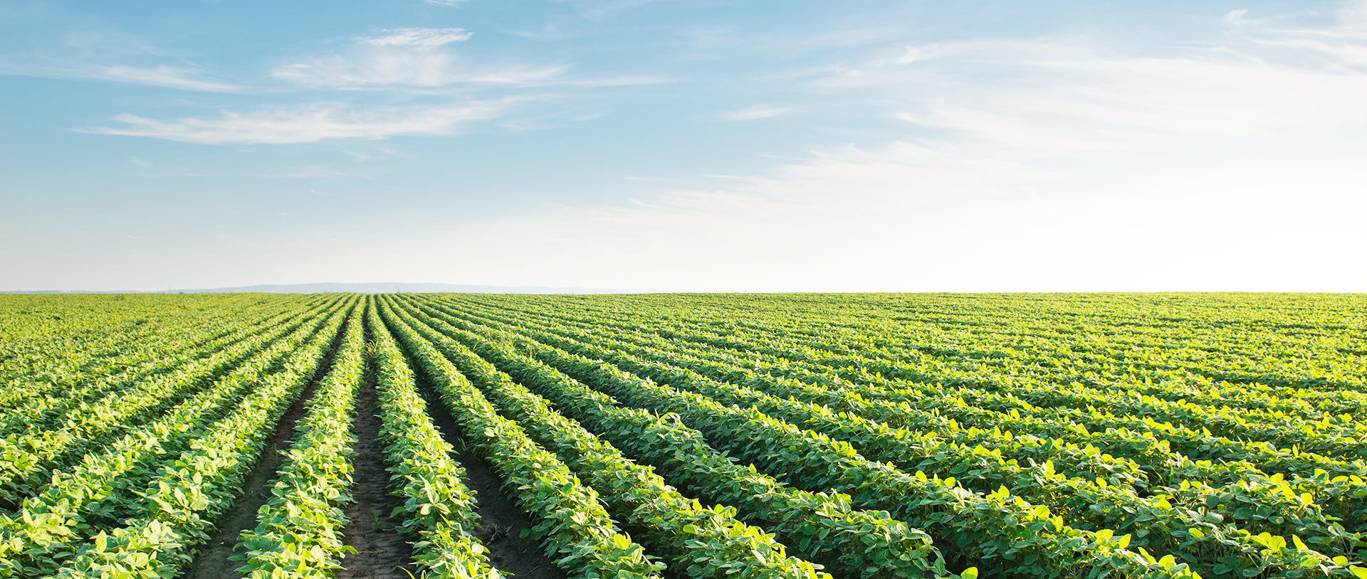 Water Soluble Fertilizers